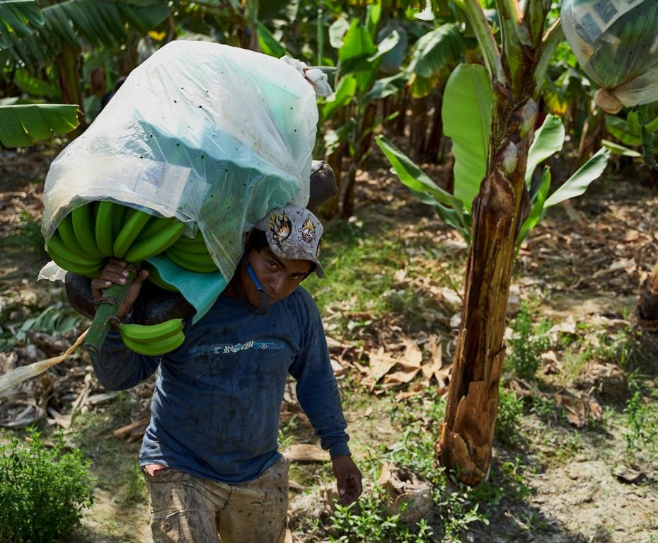Fairer Handel mit Bio-Bananen hilft Kleinbauern in Peru.