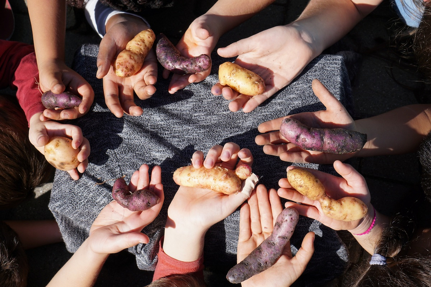 Kinderhände zur Kartoffelaktion, Foto: lk/Endres. Kinderhände zur Kartoffelaktion, Foto: lk/Endres.