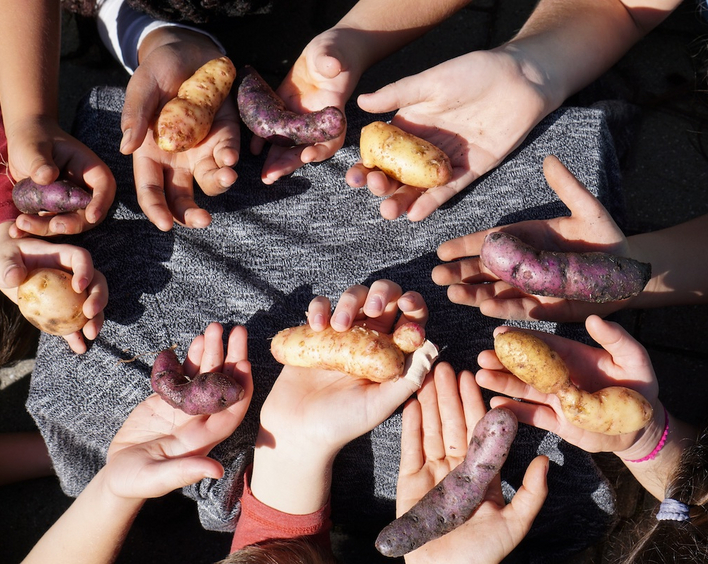 Kinderhände zur Kartoffelaktion, Foto: lk/Endres.
