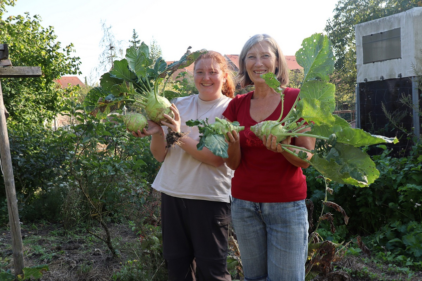 Ohne freiwillige Helfer läuft nichts: Paula Jacob und Anne Korter ernten die letzten Kohlrabis. Foto: lk/Riesterer Ohne freiwillige Helfer läuft nichts: Paula Jacob und Anne Korter ernten die letzten Kohlrabis. Foto: lk/Riesterer
