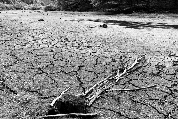 "Wenn die Schöpfung vertrocknet": Dürreschäden in der Pfalz. Foto: Reiner Voß