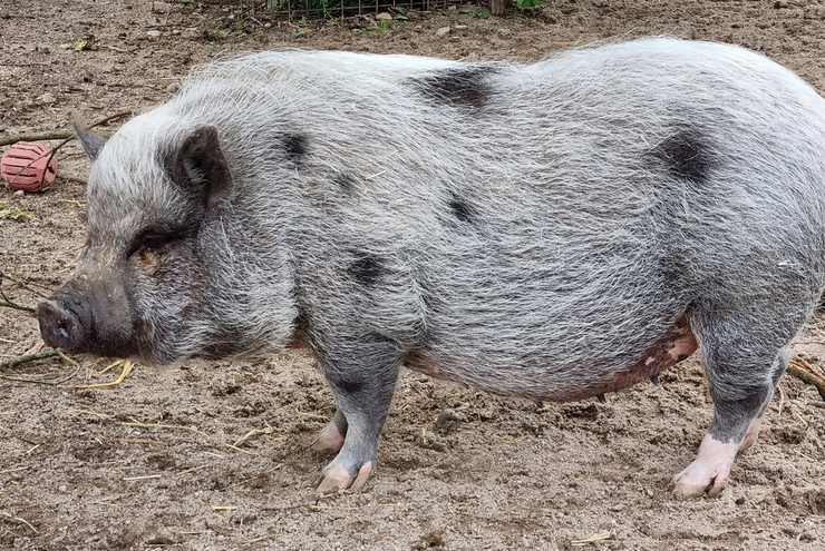 Schwein. Foto: Fundus