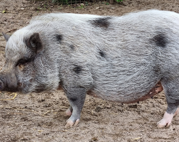Schwein. Foto: Fundus