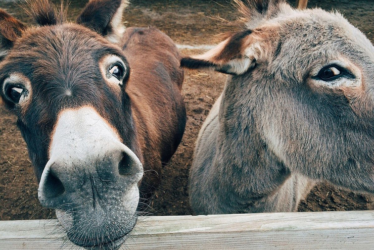 Draußen in der Natur - mit und ohne Tiere: Das bieten die Ferien-Aktionen. Foto: Pixabay/Wokandapix