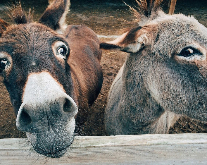 Draußen in der Natur - mit und ohne Tiere: Das bieten die Ferien-Aktionen. Foto: Pixabay/Wokandapix