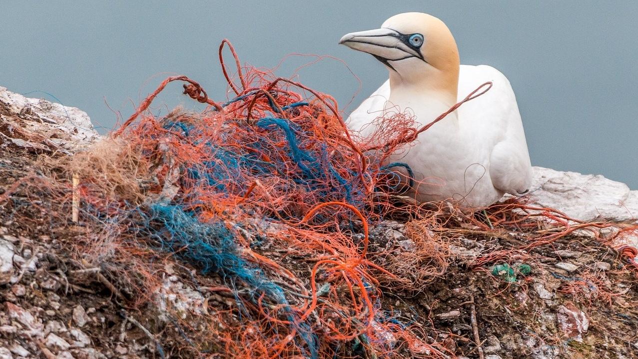 "Stop Ecocide" will, dass Umweltkriminalität stärker geahndet wird. Foto: Pixabay/Silke
