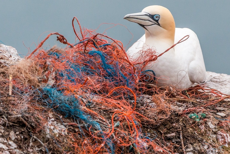 "Stop Ecocide" will, dass Umweltkriminalität stärker geahndet wird. Foto: Pixabay/Silke