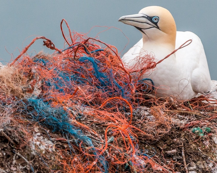 "Stop Ecocide" will, dass Umweltkriminalität stärker geahndet wird. Foto: Pixabay/Silke