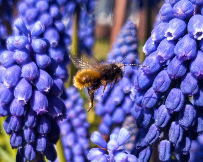 Nicht nur Traubenhyazinthen bieten Insekten Futter. Foto: Fundus/Kai G. Fuchs