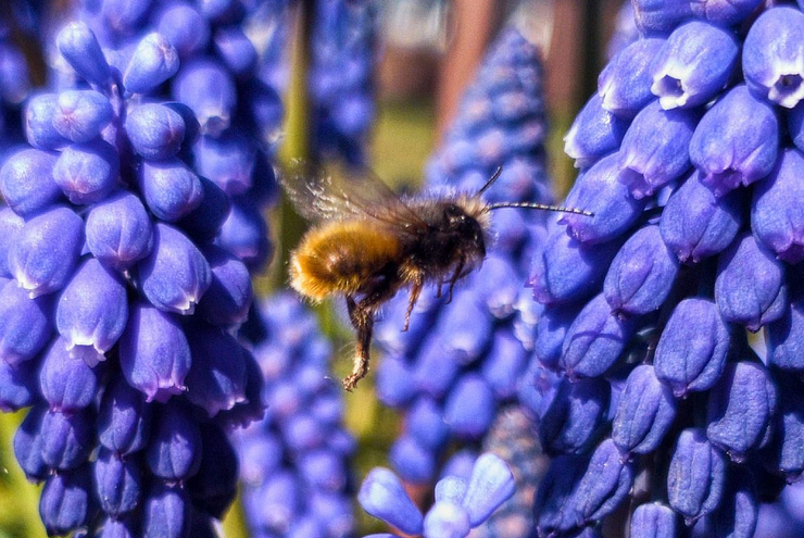 Nicht nur Traubenhyazinthen bieten Insekten Futter. Foto: Fundus/Kai G. Fuchs