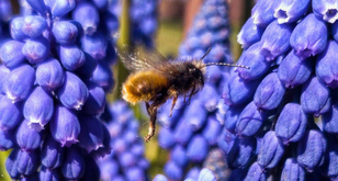 Nicht nur Traubenhyazinthen bieten Insekten Futter. Foto: Fundus/Kai G. Fuchs