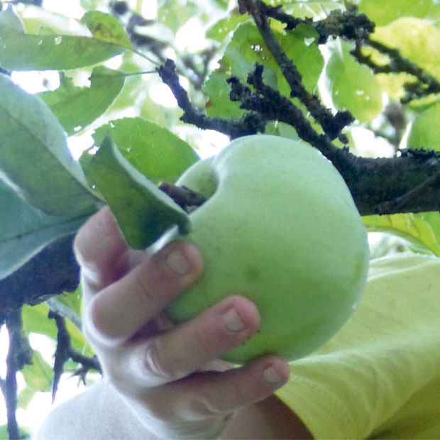 Auf Kita-Gelände und in Kirchgärten: Apfelbäume als Zeichen der Hoffnung und des Respekts vor Gottes Schöpfung. Foto: Arbeitsstelle