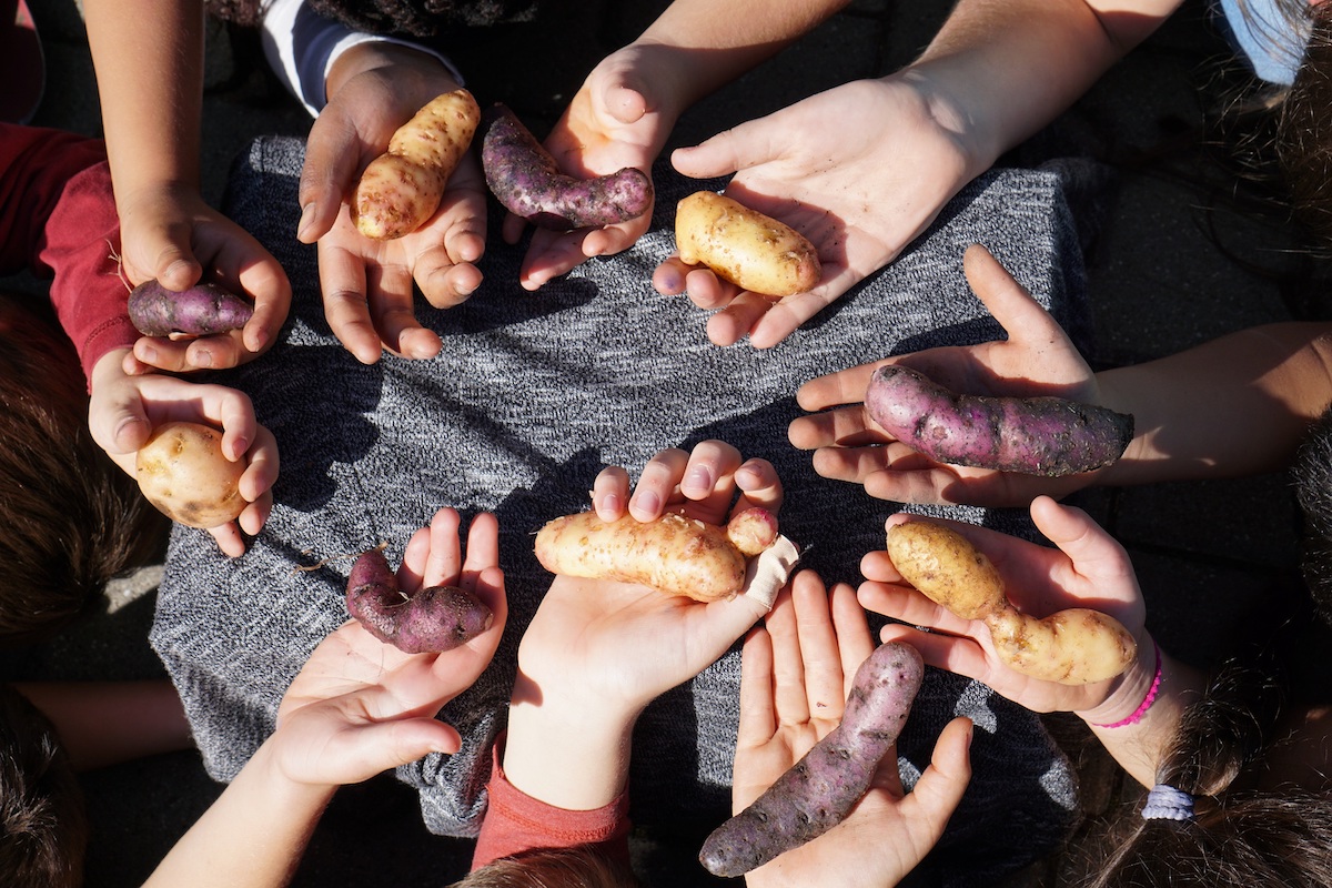 Kinderhände zur Kartoffelaktion, Foto: lk/Endres.