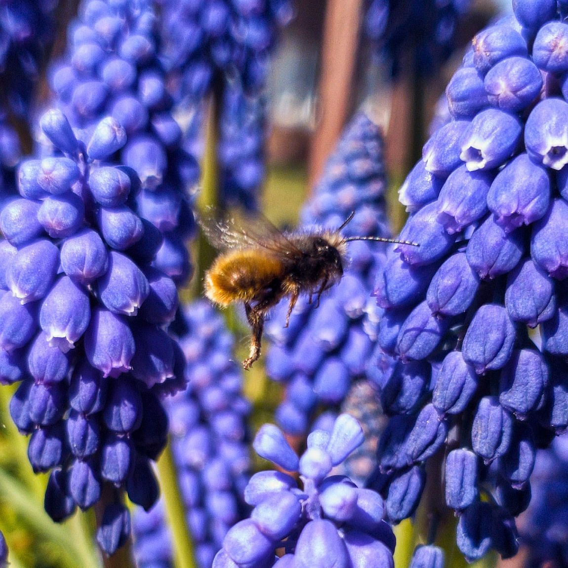 Nicht nur Traubenhyazinthen bieten Insekten Futter. Foto: Fundus/Kai G. Fuchs