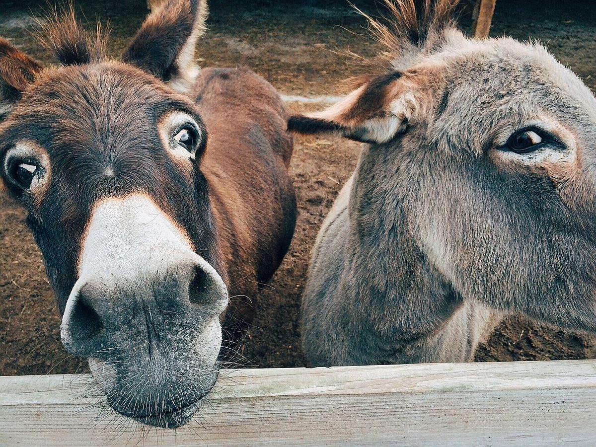 Draußen in der Natur - mit und ohne Tiere: Das bieten die Ferien-Aktionen. Foto: Pixabay/Wokandapix