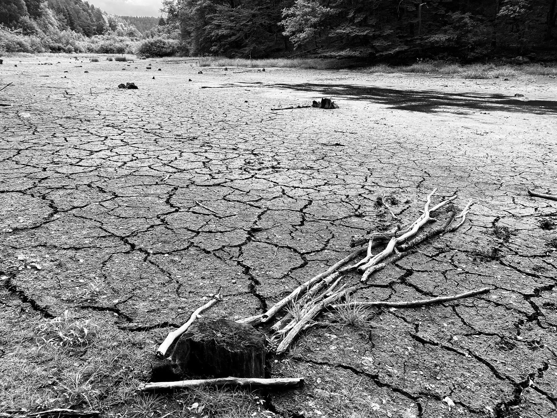 "Wenn die Schöpfung vertrocknet": Dürreschäden in der Pfalz. Foto: Reiner Voß