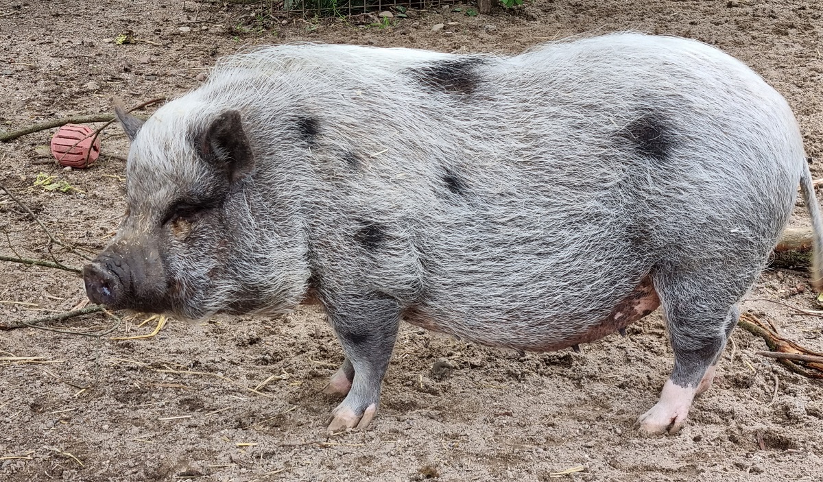 Schwein. Foto: Fundus