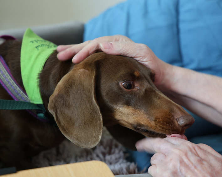 Therapiebegleithund Smilla im Hospiz Bethesda Landau beruhigt oder heitert auf und ist eine Brücke zu Gesprächen über Tod und Trauer. Foto: Florian Riesterer