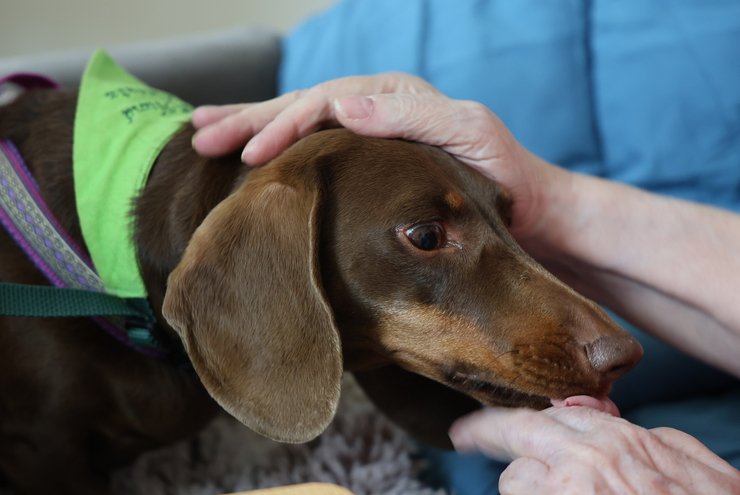 Therapiebegleithund Smilla im Hospiz Bethesda Landau beruhigt oder heitert auf und ist eine Brücke zu Gesprächen über Tod und Trauer. Foto: Florian Riesterer