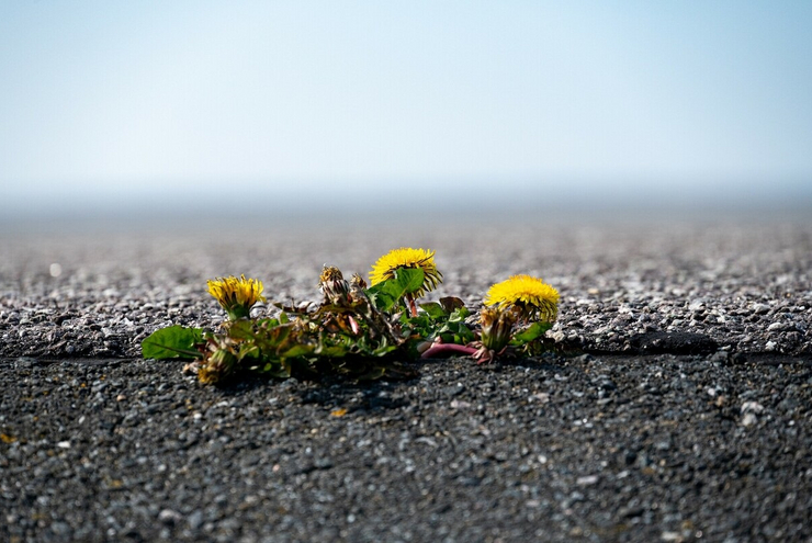 Löwenzahn bricht durch eine Teerdecke