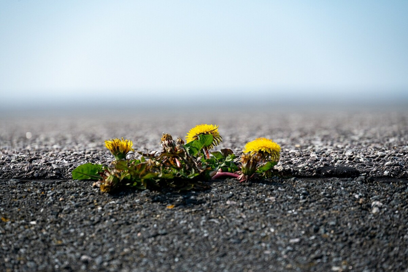 Löwenzahn bricht durch eine Teerdecke