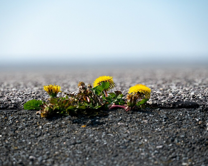 Löwenzahn bricht durch eine Teerdecke